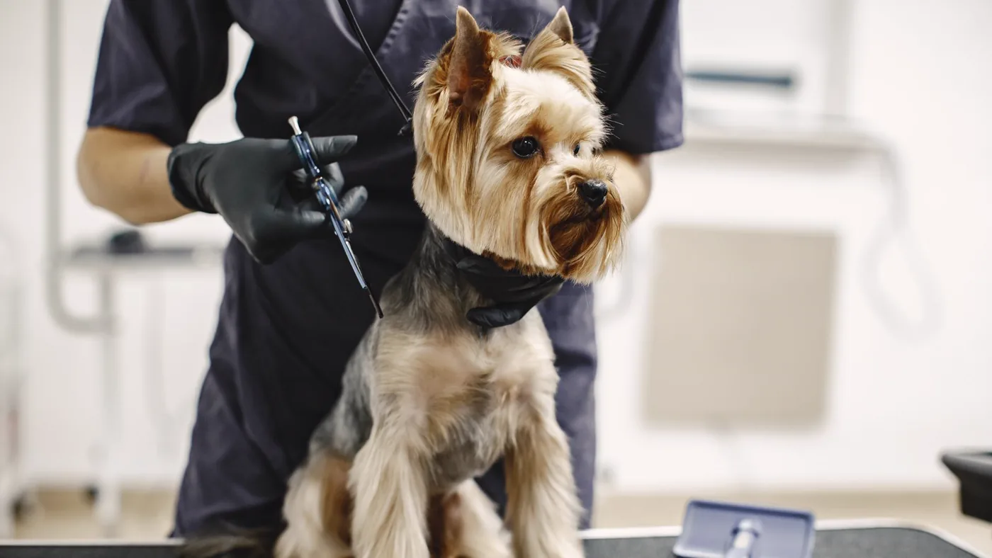 A professional dog groomer grooms a small dog on a grooming table — the hands-on work behind a dog groomer's income.