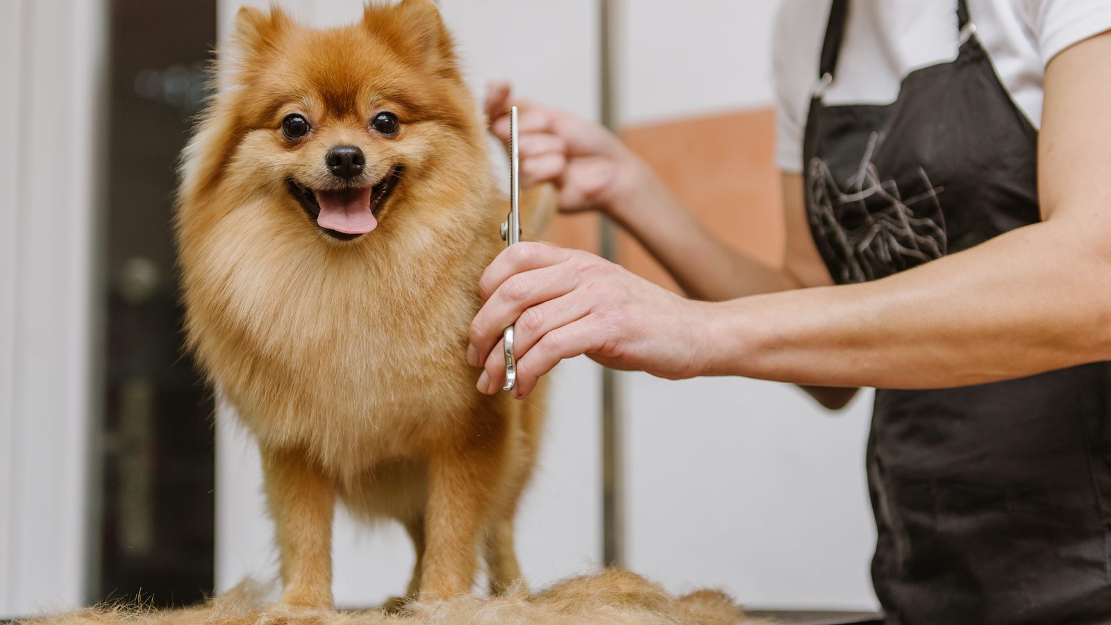 A professional groomer trimming a Pomeranian's coat.