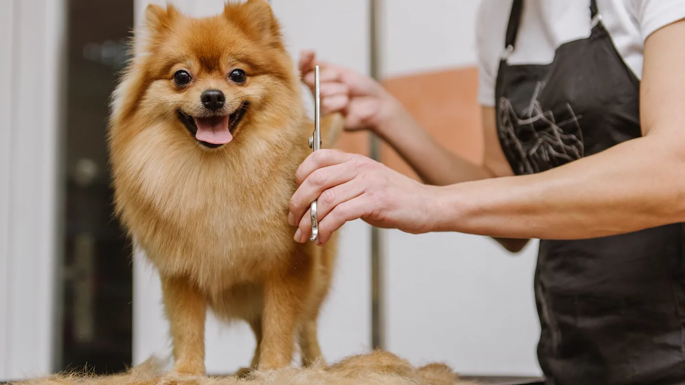 A professional groomer trimming a Pomeranian's coat.