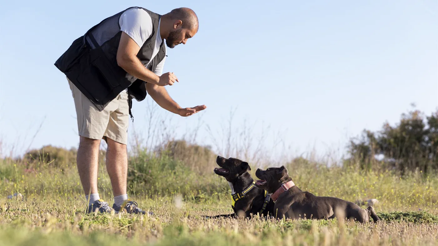 A professional dog trainer working with two dogs outdoors on long lines.