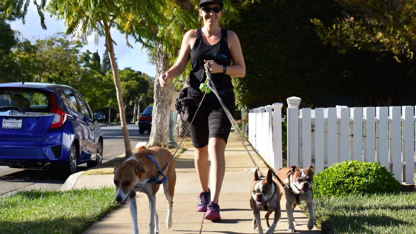 A dog walker leading three dogs along a suburban sidewalk.