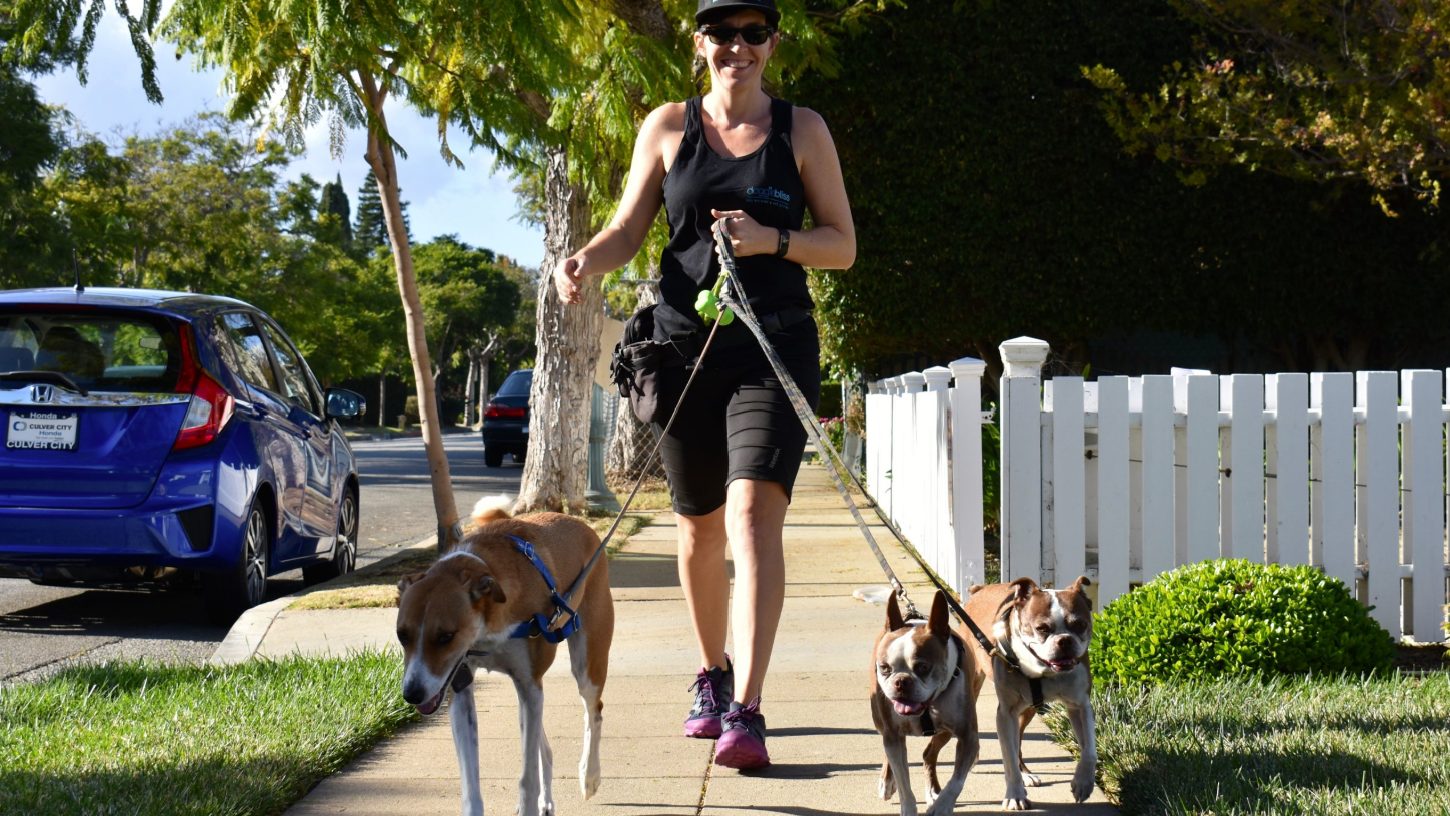 A dog walker leading three dogs along a suburban sidewalk.