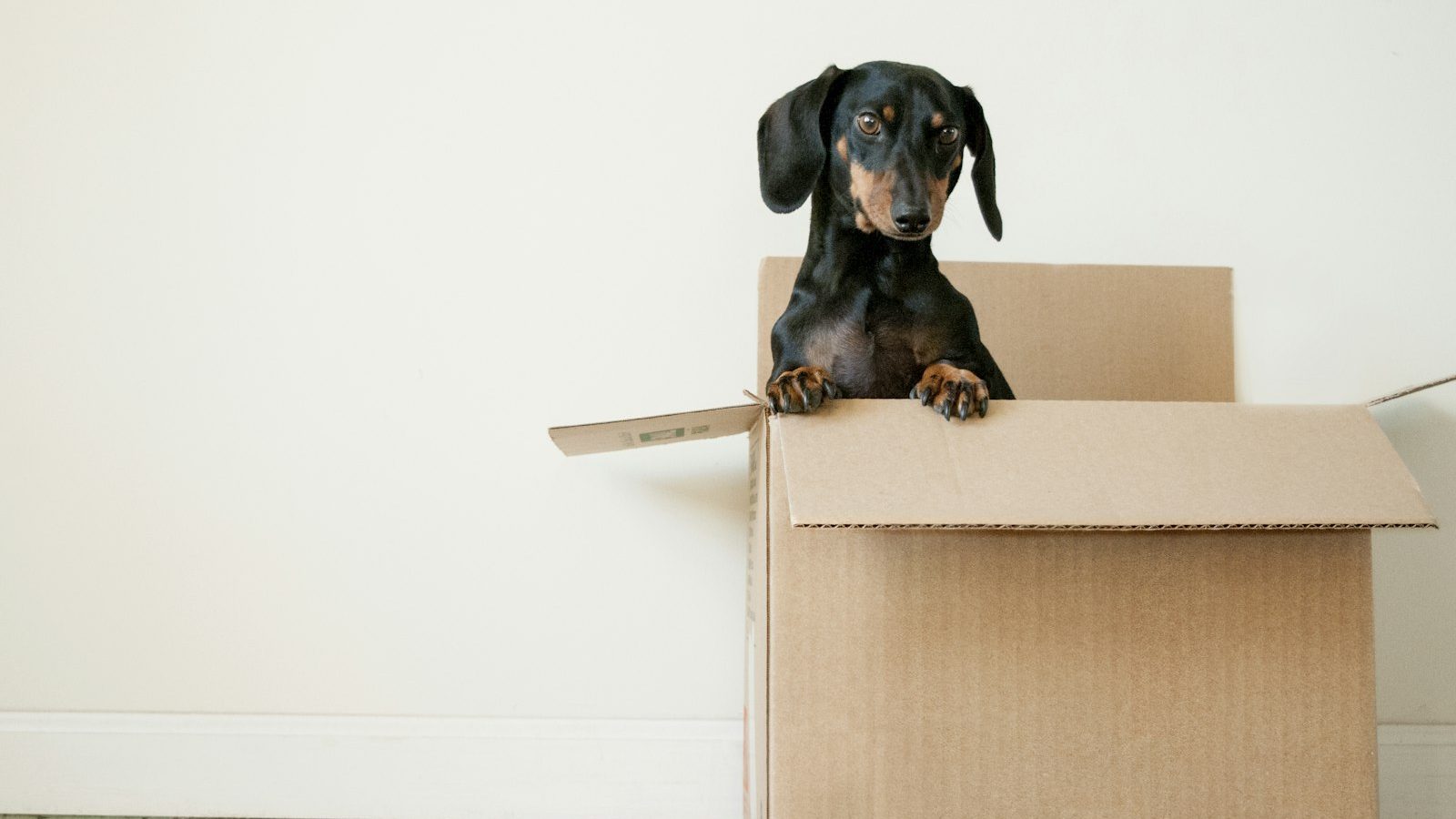 A dog peeking out of a cardboard shipping box — pet brands reach professional storefronts through direct-ship distribution.