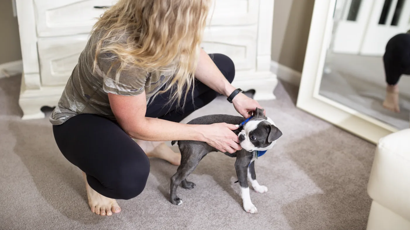 A pet professional fitting a harness on a young dog indoors.