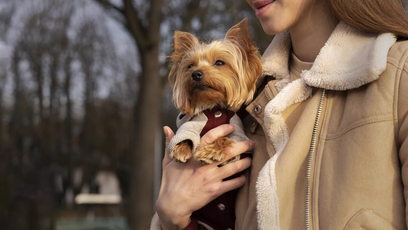 A pet professional holding a small dog wearing a harness and coat.