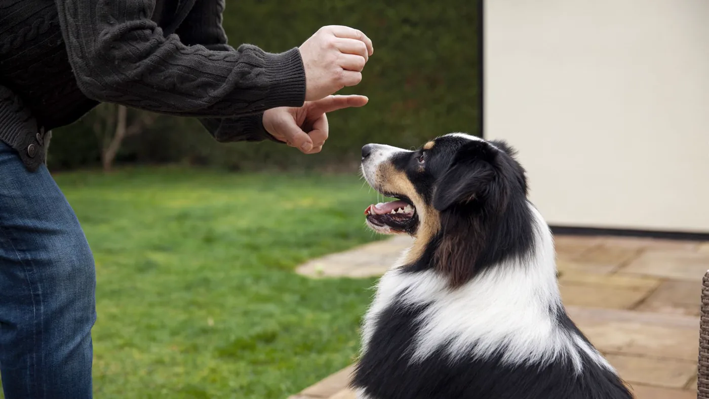 A border collie working through a reward-based training exercise with its owner in a field.