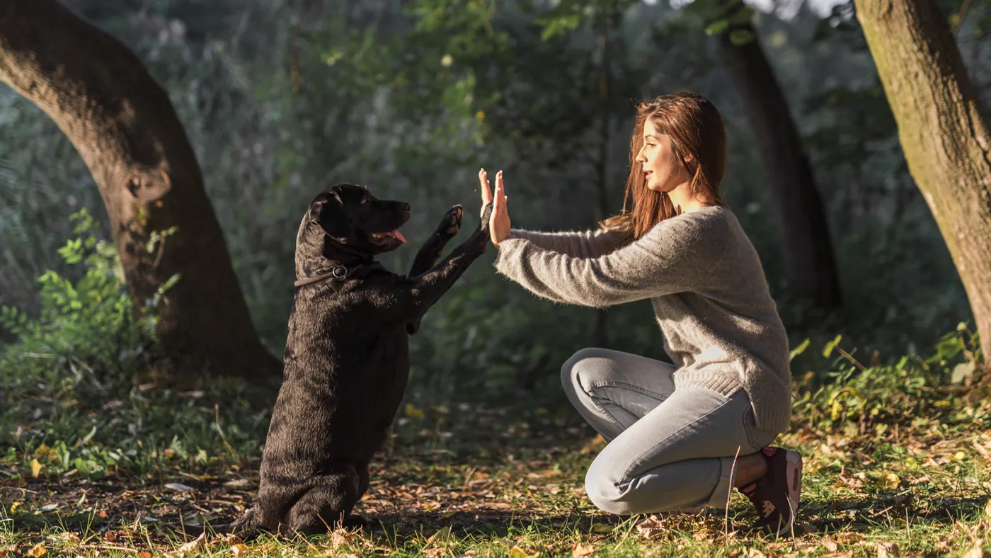 A dog giving its owner a high five in a park during a reward-based training session.