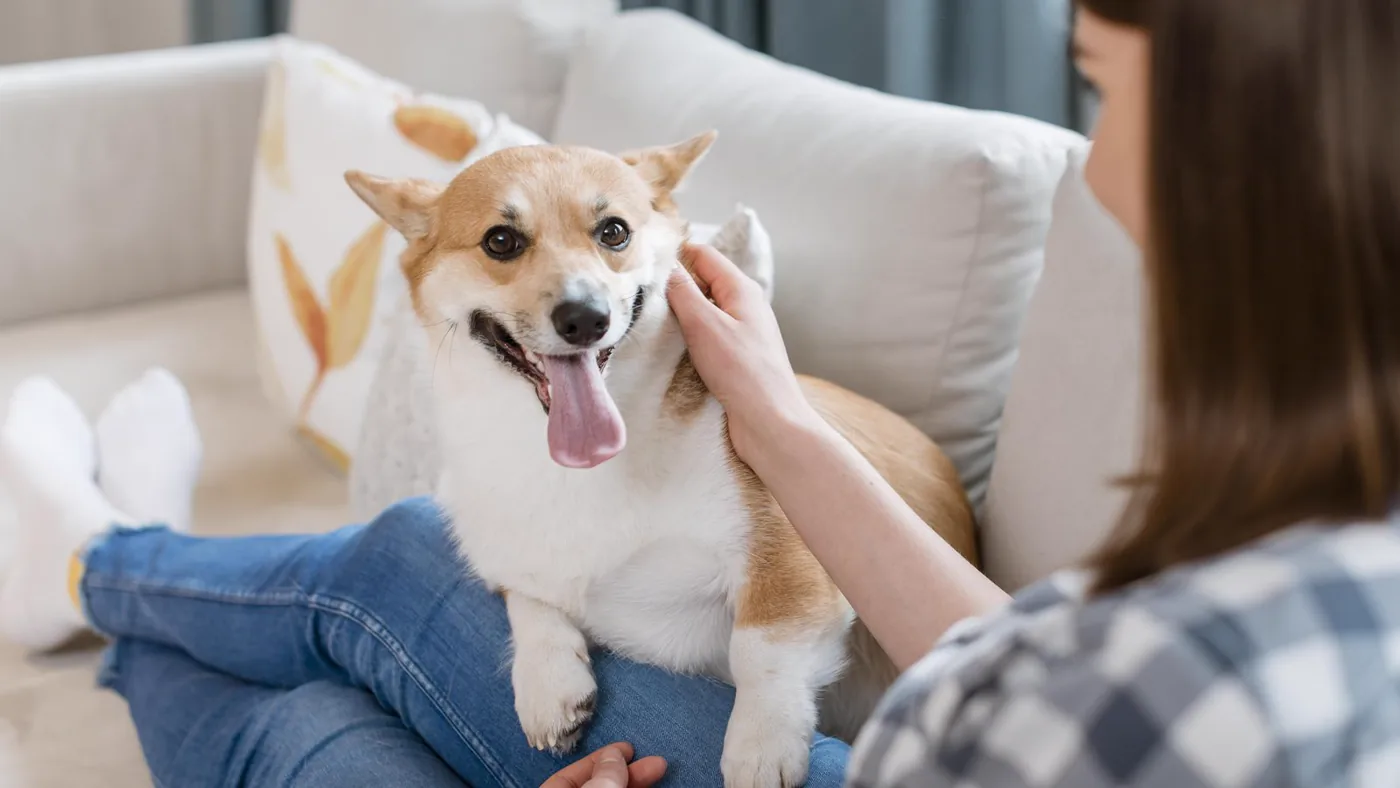 A dog resting on its owner's lap at home.