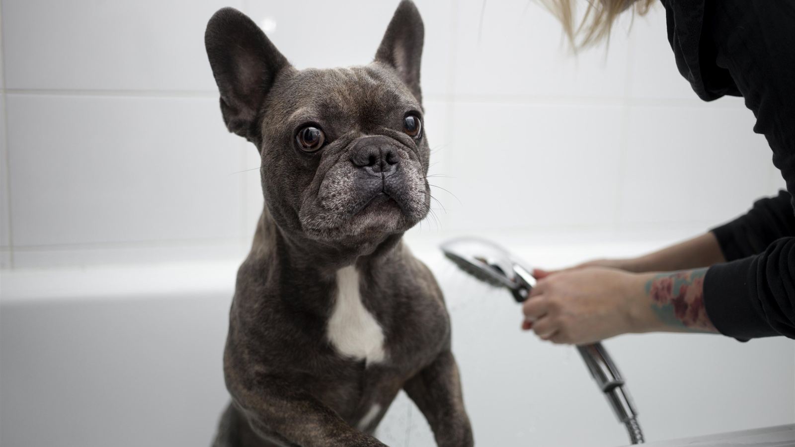 A groomer bathing a French bulldog in a tub, rinsing its coat with a handheld shower head.